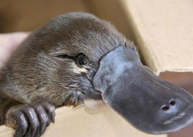 鸭嘴兽是什么动物，野生动物之鸭嘴兽（最原始的哺乳动物——鸭嘴兽）