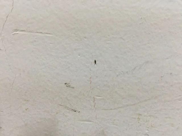 跳虫用什么方法杀死，怎么清除家里跳虫（家里的各种小跳虫到底是什么）