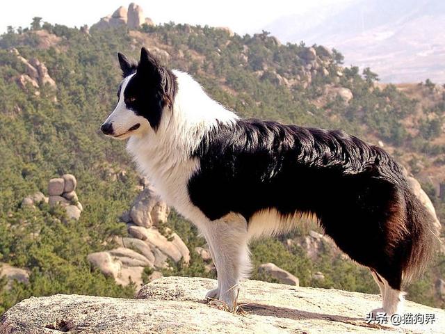 边境牧羊犬智商，边境牧羊犬聪明排名第几（都说边境牧羊犬聪明）