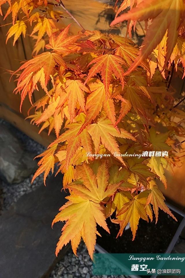 什么样的枫树填空。，什么的枫树填空词语二年级（增添了花园四季色彩之美）