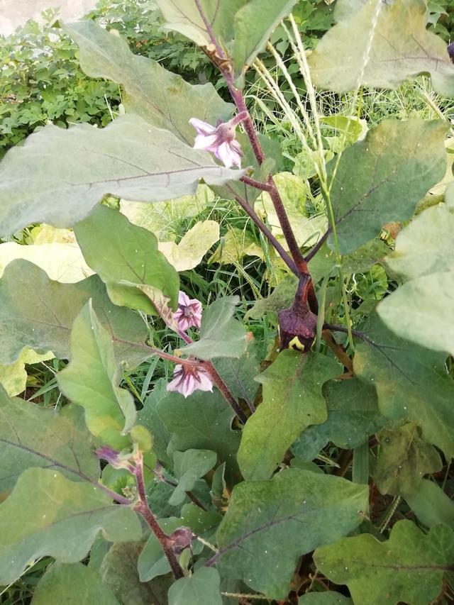 可以用什么表示颜色的词语写茄子，茄子怎么形容的颜色词语（指导孩子进行作文观察）