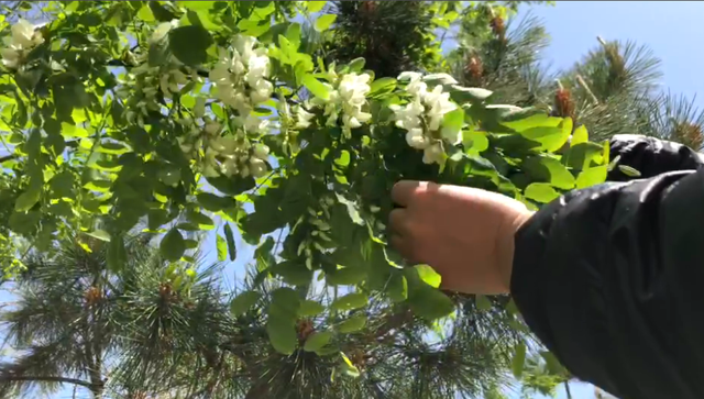 槐花的保存方法，槐花如何保存（碰到槐花别手软）