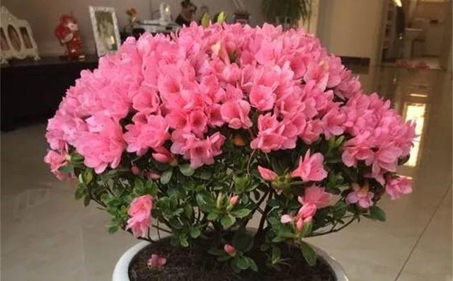 东洋杜鹃怎么养，花开的比叶还多