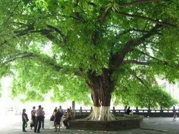 黄葛树和黄桷树的区别，黄葛树（黄葛树图片）