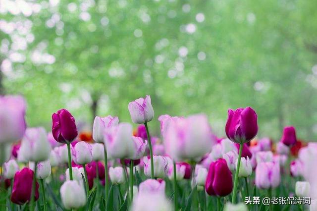 无可奈何花落去下一句是什么，无可奈何花落去下句诗是什么（宋词“无可奈何花落去）