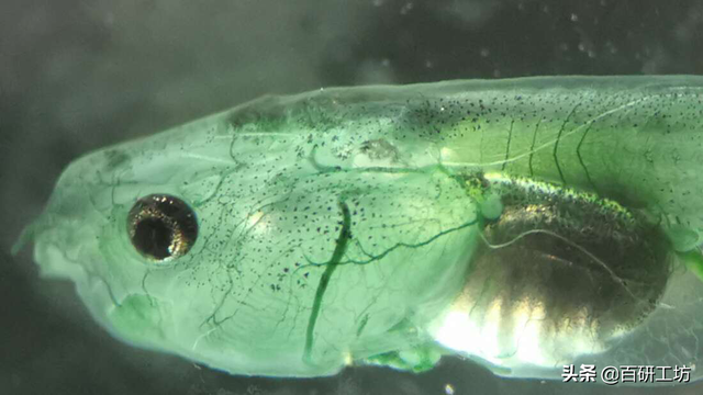 蝌蚪靠什么呼吸，蝌蚪用什么呼吸（它们可以在没有呼吸的情况下生存）