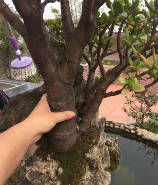 玉树不值钱，玉树图片盆景（从一片叶子长成极品老桩）