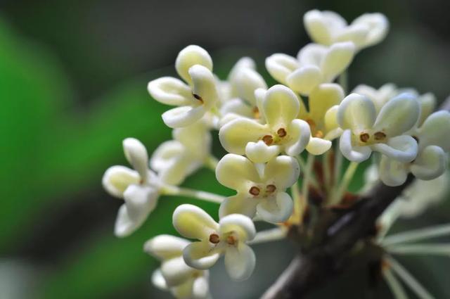 关于桂花的资料，桂花的资料（满园飘逸桂花香）