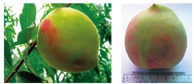 什么桃子最好吃，什么桃子最好吃吃起来什么感觉（为您推荐这7种既好吃又容易种植的品种）