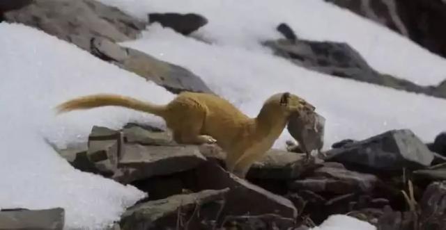 黄鼠狼长什么样子，黄鼠狼身上长什么样（也许需要一次正名）