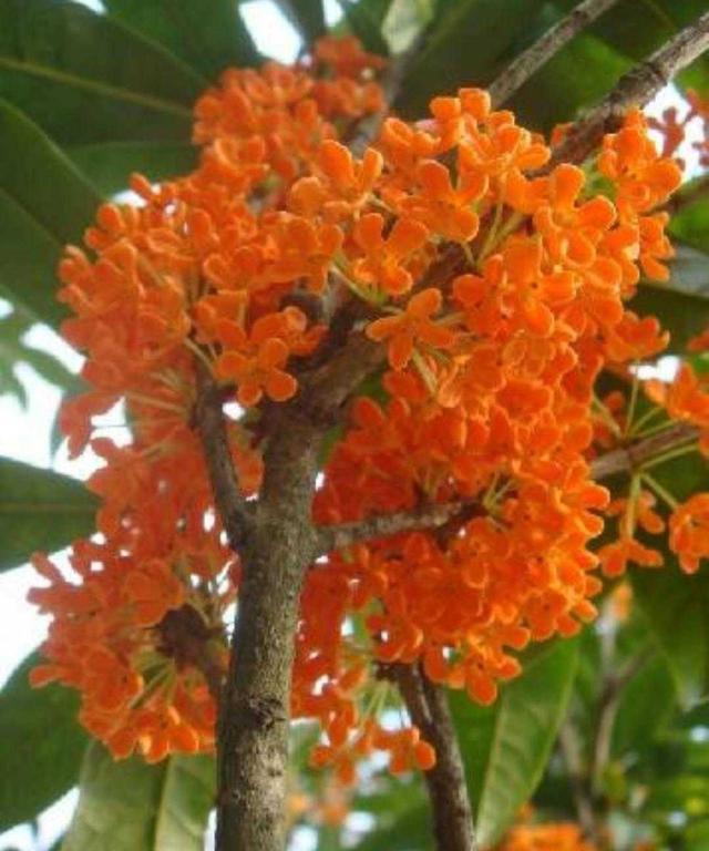 桂花有什么特点，桂花最大的特点是什么（植物百科： 丹桂）