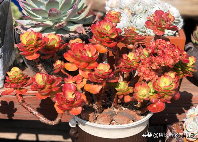 傲雪凌霜——养一棵多肉红梅，梅花的简介资料