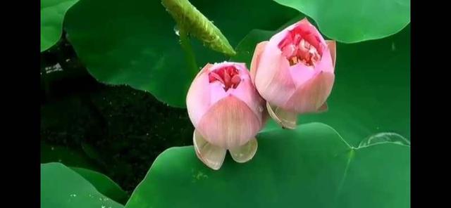 英雄儿女主题曲歌词，英雄儿女主题曲歌词中人民战士和虎豹指的是什么（英雄赞歌一一电影《英雄儿女》主题歌）