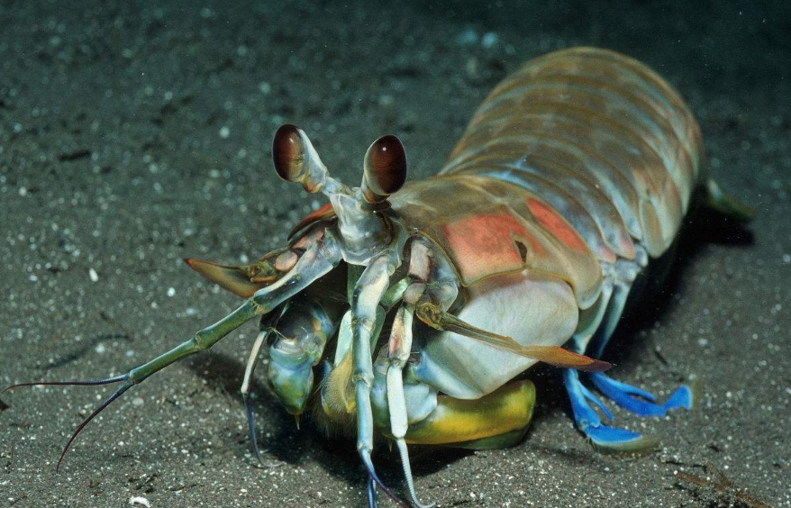 螳螂虾能把人打死吗,千万不要觉得螳螂虾是一个可爱的东西 - 玉三网