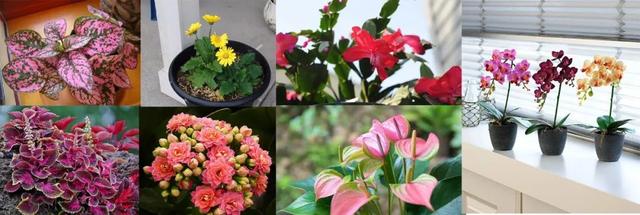 室内观叶植物，室内观赏植物（一年四季可以养在室内的开花植物和观叶植物）