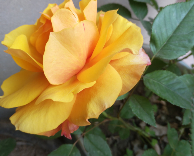 香槟玫瑰，阳台种香槟玫瑰，高贵又仙气（香槟玫瑰和白玫瑰混合花束寓意）