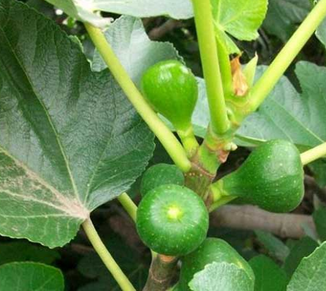 无花果树苗价格，无花果树苗多少钱（有什么种植方法）