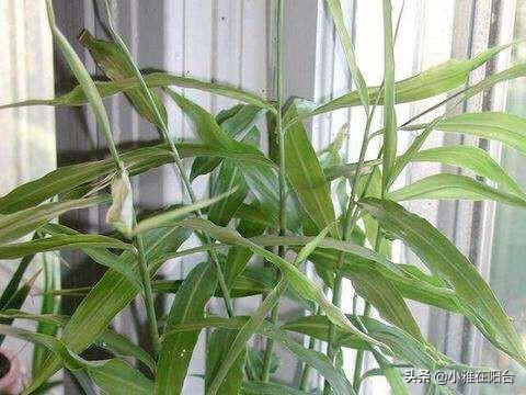 生姜的种植方法，生姜种植的方法和步骤（3个月长成漂亮“富贵竹”）