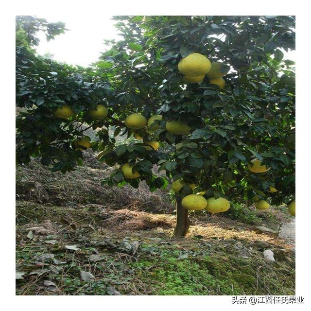 马家柚什么时候熟，马家柚什么时候熟的（黎川马家柚病害防治与管理方法）