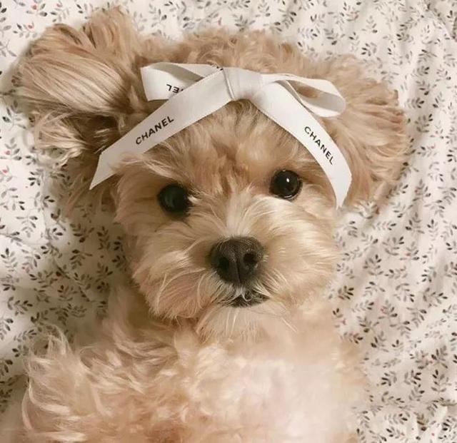 狗狗头像微信，狗狗头像（唯独你是我情之所钟）