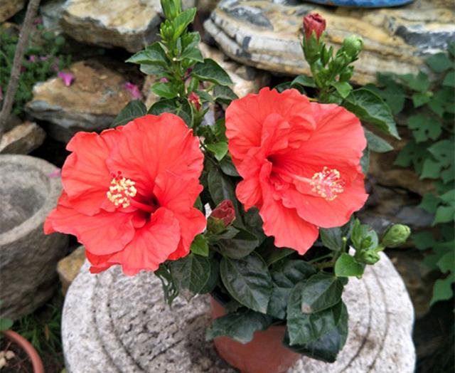 适合家里养的32种花，家里养什么花好（”家居盆花100种）