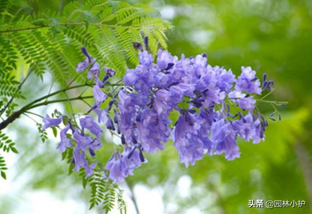 蓝花楹的花语，因一棵树而恋上一座城
