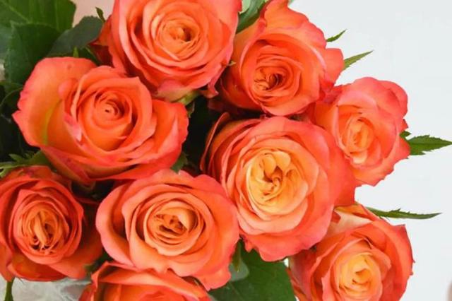 各种玫瑰花的含义，各色的玫瑰花有什么含意（一篇文章认全花店必备80种玫瑰花）