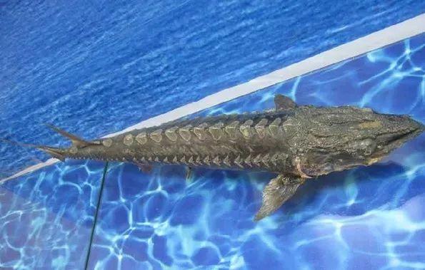 昆明这个地方海洋馆都有哪几个啊，昆明海洋馆在什么地方（科普保护1.4亿年的“水中国宝”）