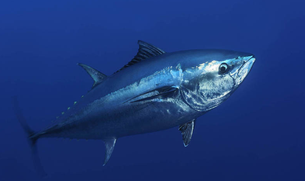 蓝鳍金枪鱼真实图片