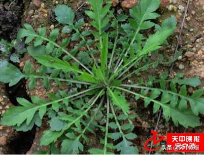 刺儿茶的功效与作用，刺儿茶的功效与作用及副作用（春天的馈赠 常见野菜大全）