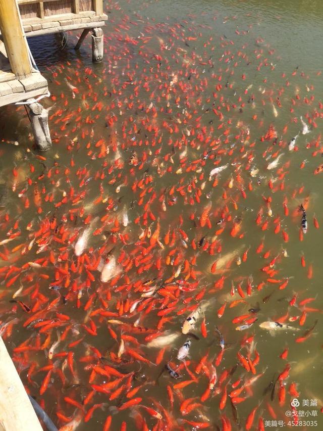 西海在哪里 西海位于哪个地方，西海在哪里（中国最大的内陆淡水吞吐湖）