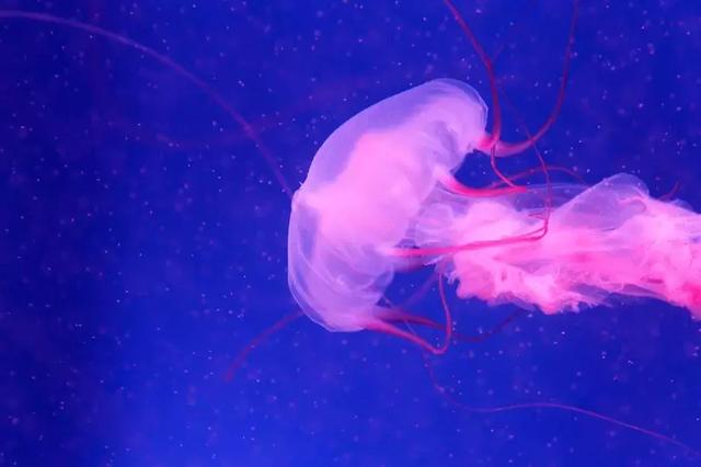 西安海洋馆，一天玩转曲江海洋公园的攻略现在才知道（西安海洋馆作文）