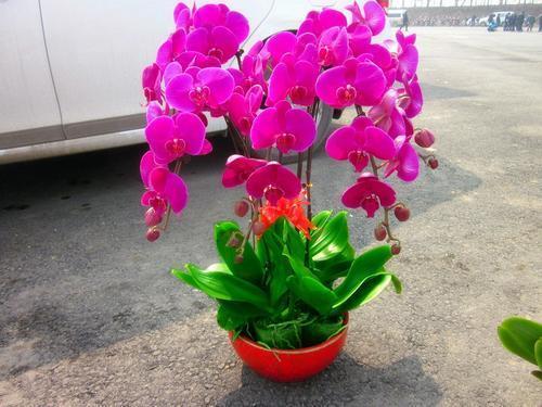 过年在家里放哪种鲜花寓意好，喜迎春节做准备