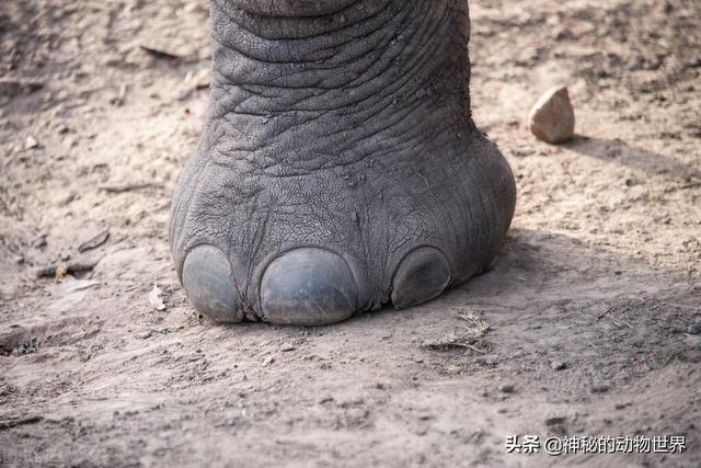 大象的脚印像什么样子图片