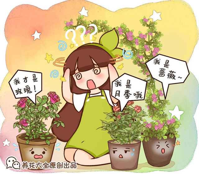 月季花有什么特点，月季花有什么特点长什么样子（月季、蔷薇和玫瑰傻傻分不清楚）