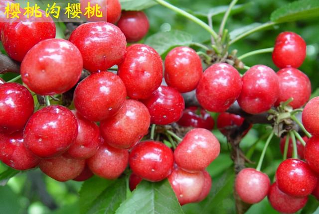 郑州特产有哪些土特产零食，郑州十大特产是什么（郑州十大名优特产）