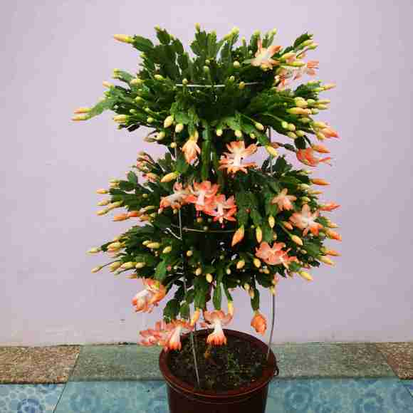 多花指甲兰，多花指甲兰的句子（剪剪“指甲”挤满花芽）