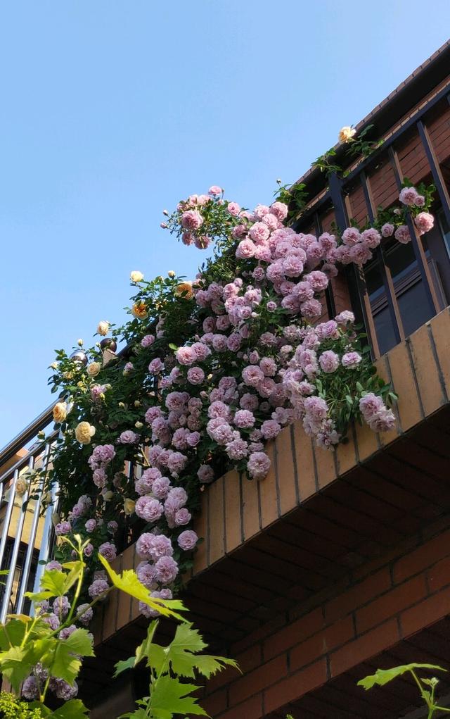 冬天有什么花开放，冬季开花的花卉有哪些（8种“稀罕花”）