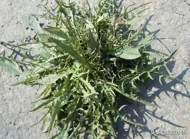 碱蓬菜的功效与作用，碱蓬的功效与作用（山野菜大全）