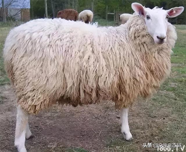 大同特产，世界上最好的羊，看看都在哪（大同特产有什么可以送礼的）