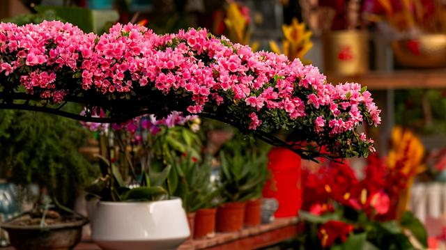 这6盆花专吃“病毒”，现在家家户户都在养（常见常养的6种“带毒花”）