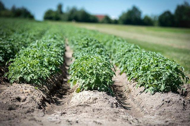 土豆什么时候种，土豆现在可以种吗（教你4个早春露天栽培技巧）