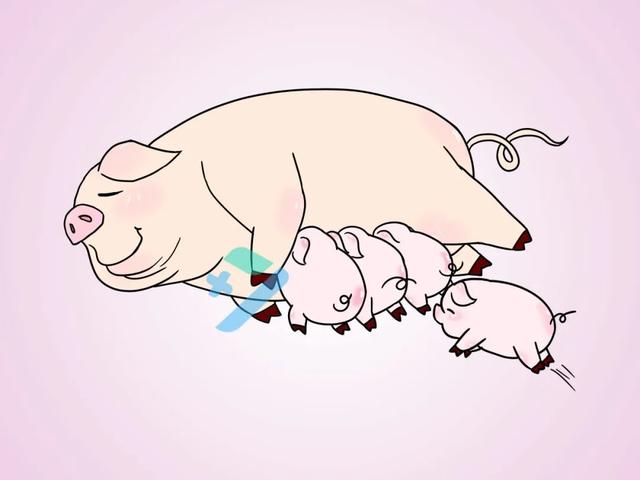 一只骆驼一年能产多少奶，一只骆驼一天能产多少斤奶（为什么没人喝猪奶）