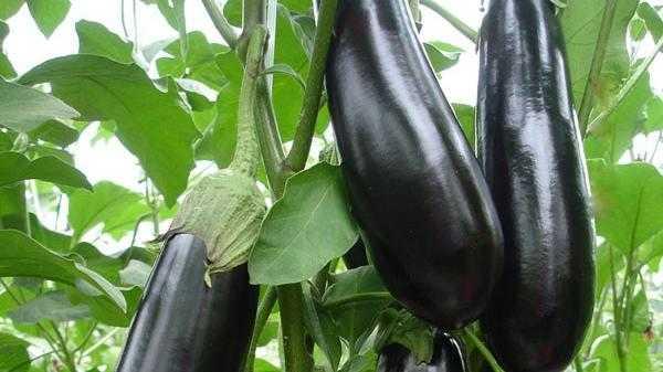 鱼鳞茄子做法，茄子鱼的做法（茄子的五种烹饪方法）