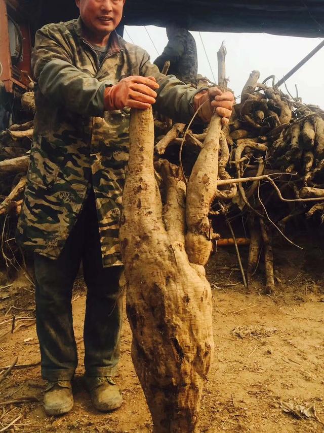 全原野生葛根粉，纯天然绿色营养代餐粉粉