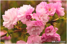 中国樱花有几个品种，中国樱花树品种（这81种樱花）