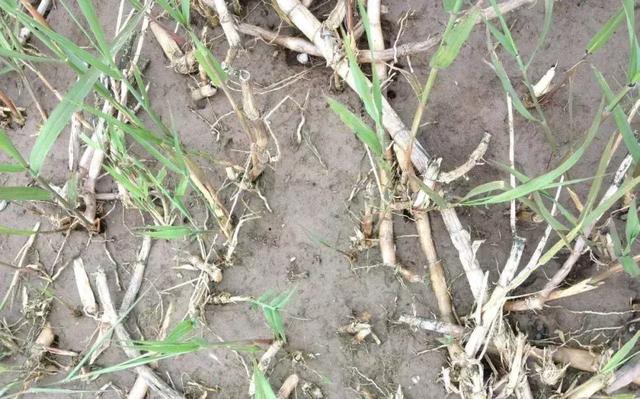 芦苇根的作用，芦苇根有什么用处（一招制敌，直接去根）