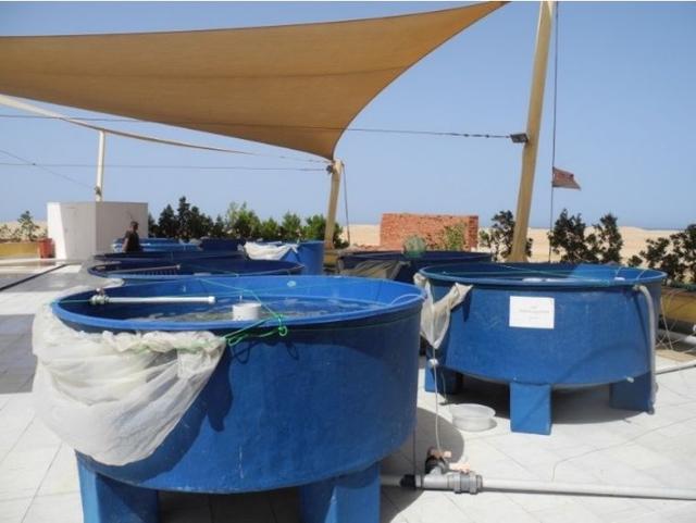 五爪贝饲养最全攻略，五爪贝终于实现人工繁殖啦