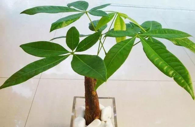发财树叶子有黄斑是怎么回事，发财树叶子发蔫下垂怎么办（加点淘米水，10天恢复绿油油）