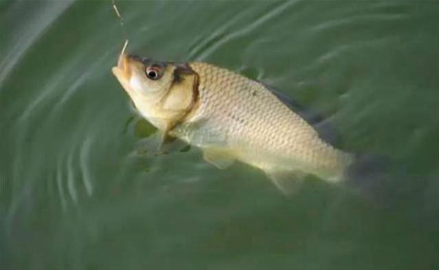 鲫鱼籽可以吃吗，鲫鱼籽可以吃吗有什么副作用（这个季节的专用钓鲫钓法）